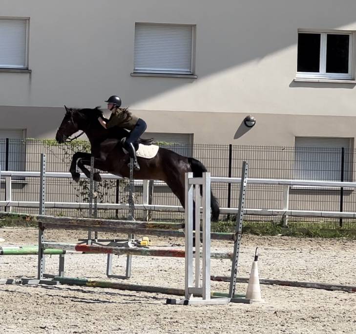 Gelding Selle Fran&ccedil;ais For sale 2015 Bay