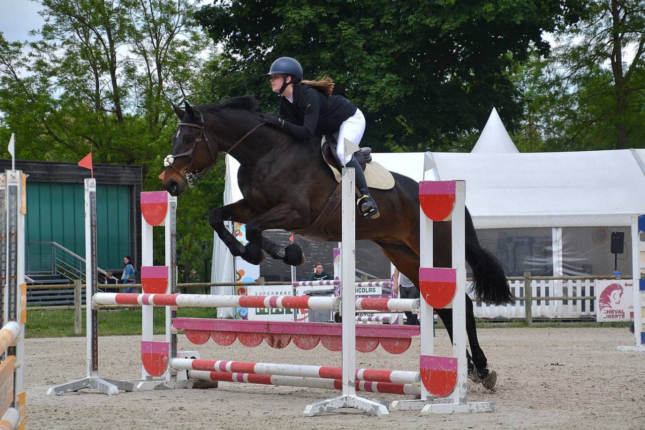 Gelding Selle Fran&ccedil;ais For sale 2015 Bay