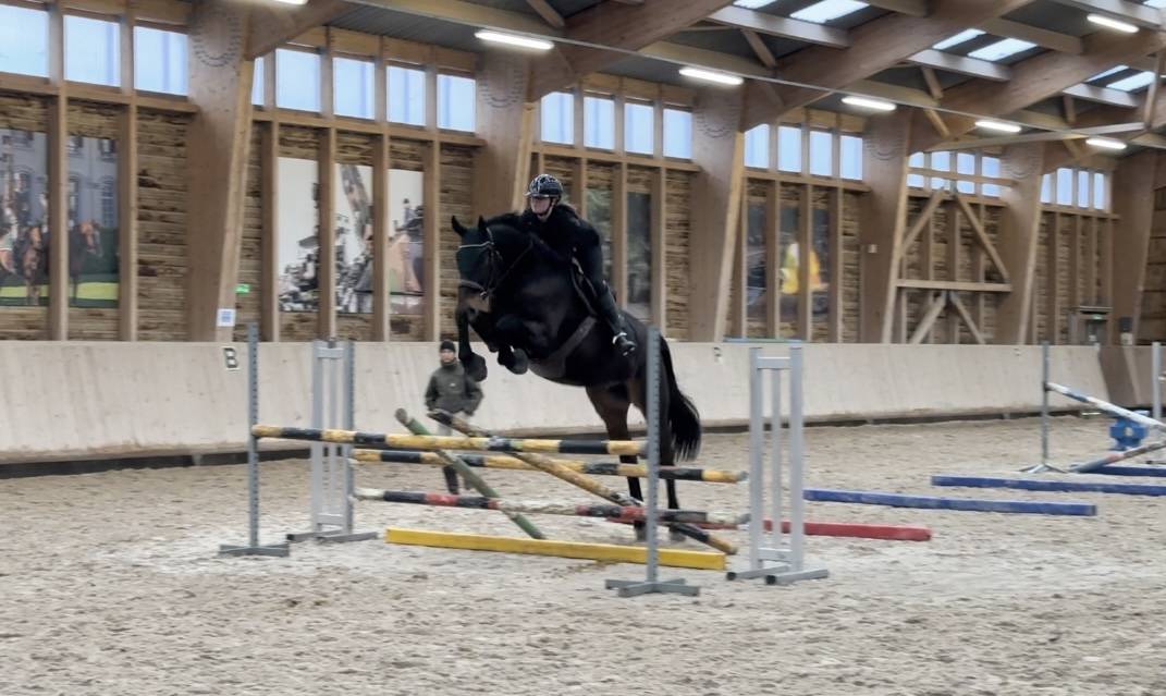 Gelding Selle Fran&ccedil;ais For sale 2015 Bay