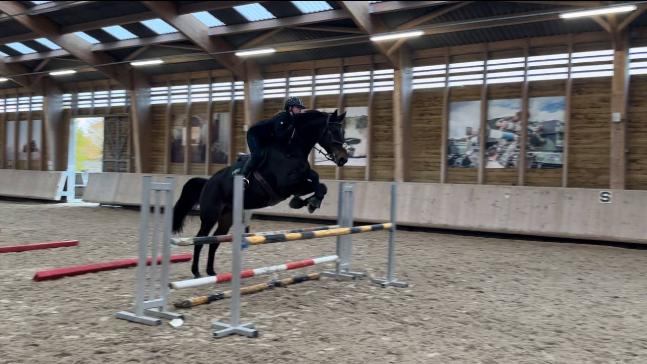 Gelding Selle Fran&ccedil;ais For sale 2015 Bay