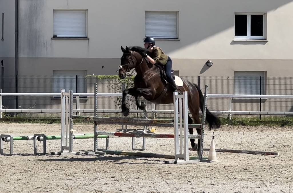 Gelding Selle Fran&ccedil;ais For sale 2015 Bay