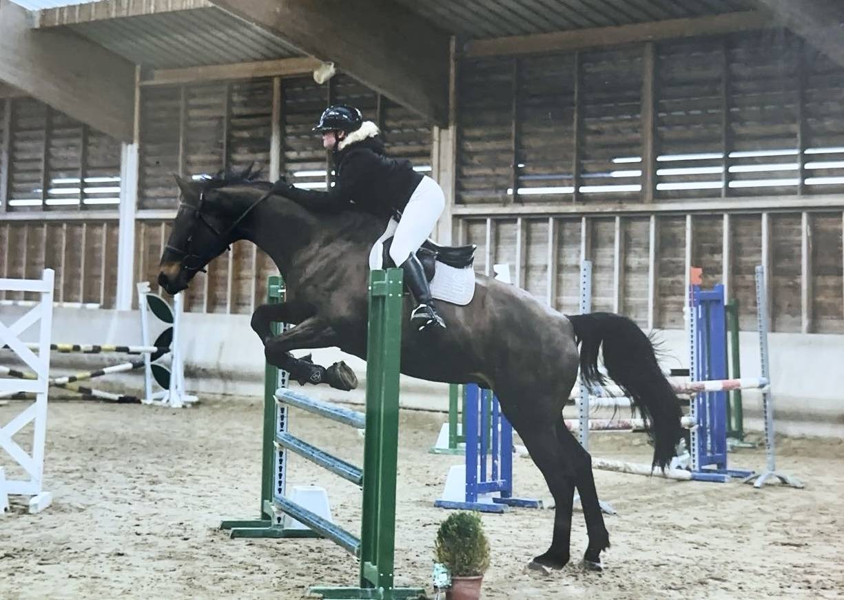 Gelding Selle Fran&ccedil;ais For sale 2015 Bay