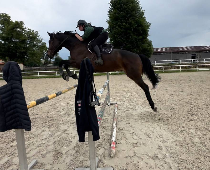 Gelding Selle Fran&ccedil;ais For sale 2015 Bay
