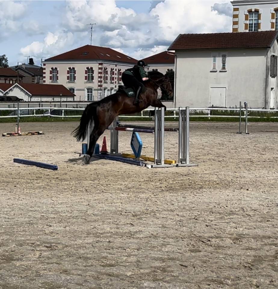 Gelding Selle Fran&ccedil;ais For sale 2015 Bay