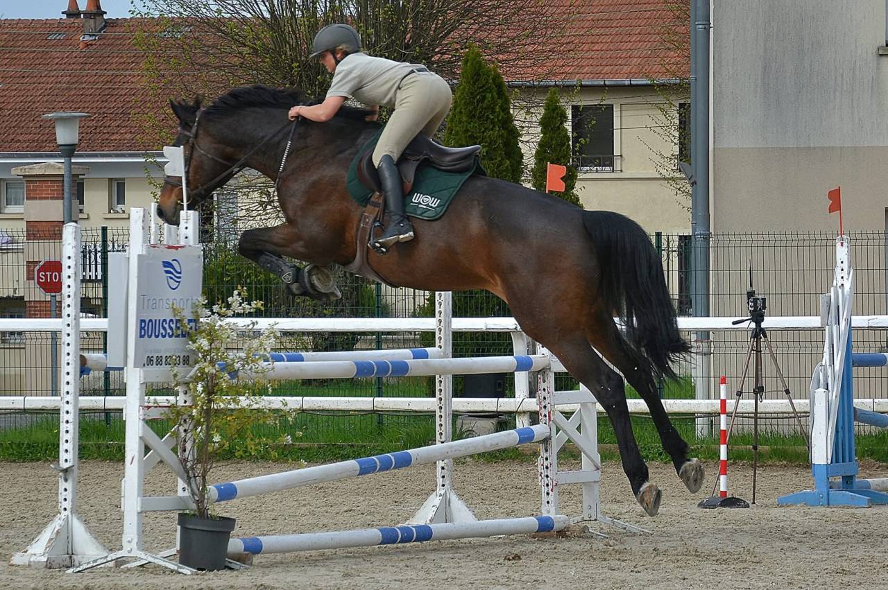 Gelding Selle Fran&ccedil;ais For sale 2015 Bay