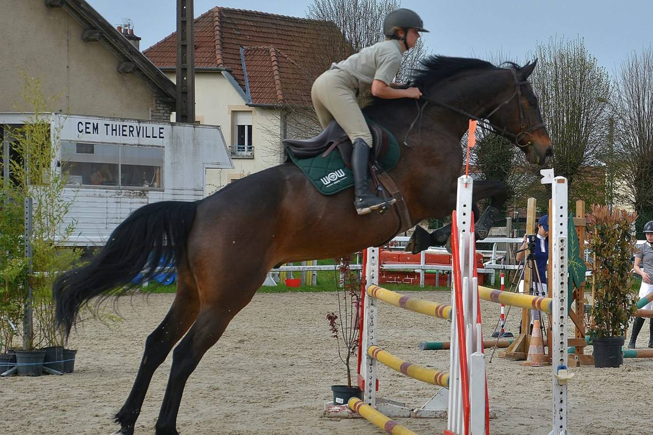 Gelding Selle Fran&ccedil;ais For sale 2015 Bay