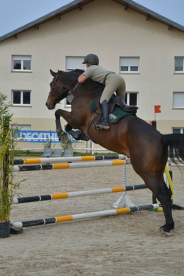 Gelding Selle Fran&ccedil;ais For sale 2015 Bay