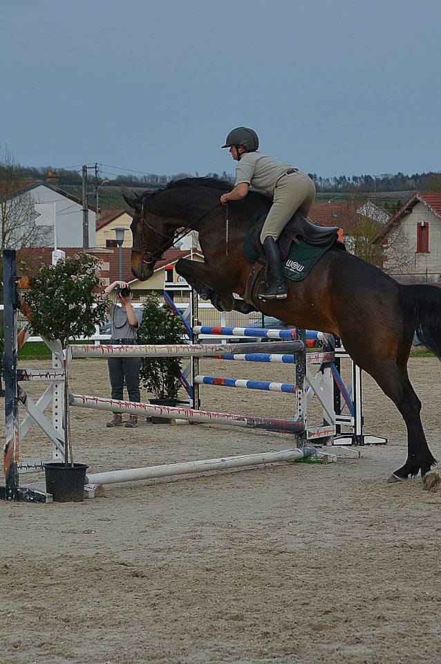 Gelding Selle Fran&ccedil;ais For sale 2015 Bay
