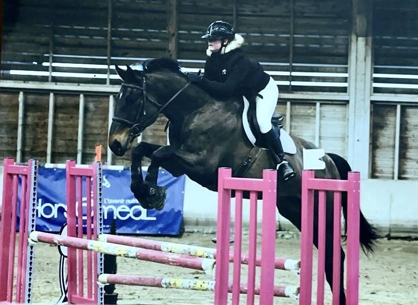 Gelding Selle Fran&ccedil;ais For sale 2015 Bay