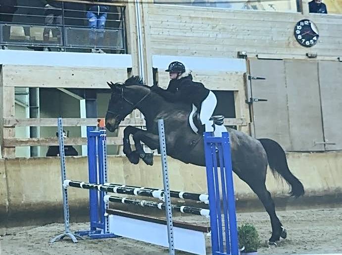 Gelding Selle Fran&ccedil;ais For sale 2015 Bay