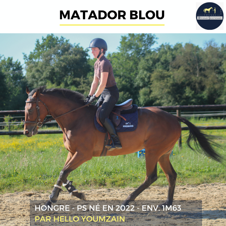 Gelding Thoroughbred For sale 2022 Bay