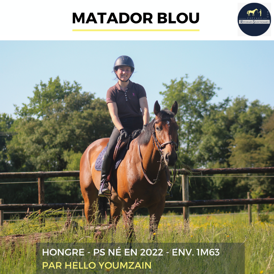 Gelding Thoroughbred For sale 2022 Bay