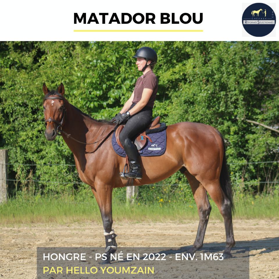 Gelding Thoroughbred For sale 2022 Bay