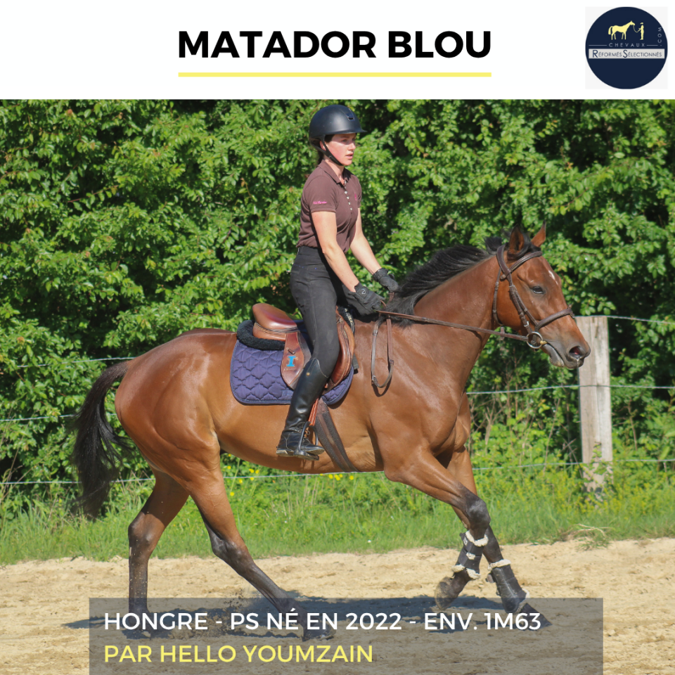 Gelding Thoroughbred For sale 2022 Bay