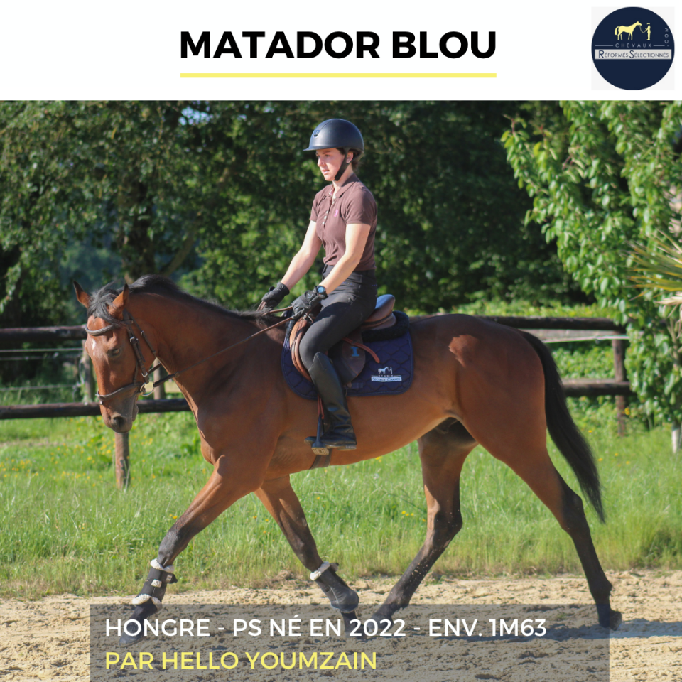 Gelding Thoroughbred For sale 2022 Bay
