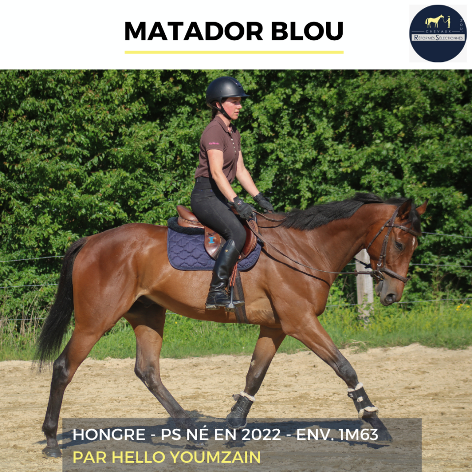 Gelding Thoroughbred For sale 2022 Bay