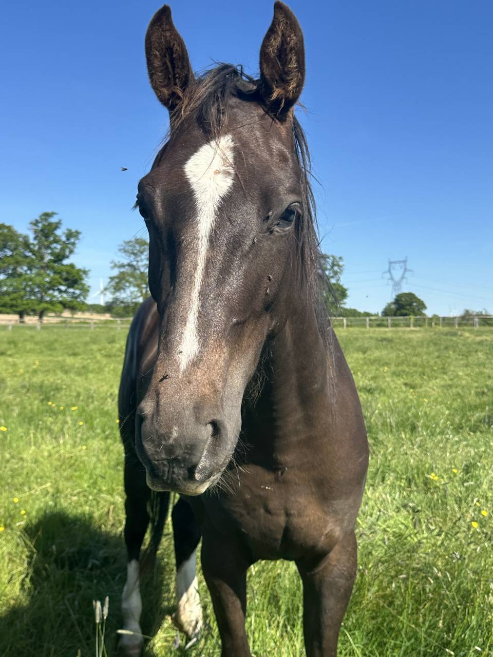 Mare Selle Fran&ccedil;ais For sale 2023 Liver chestnut