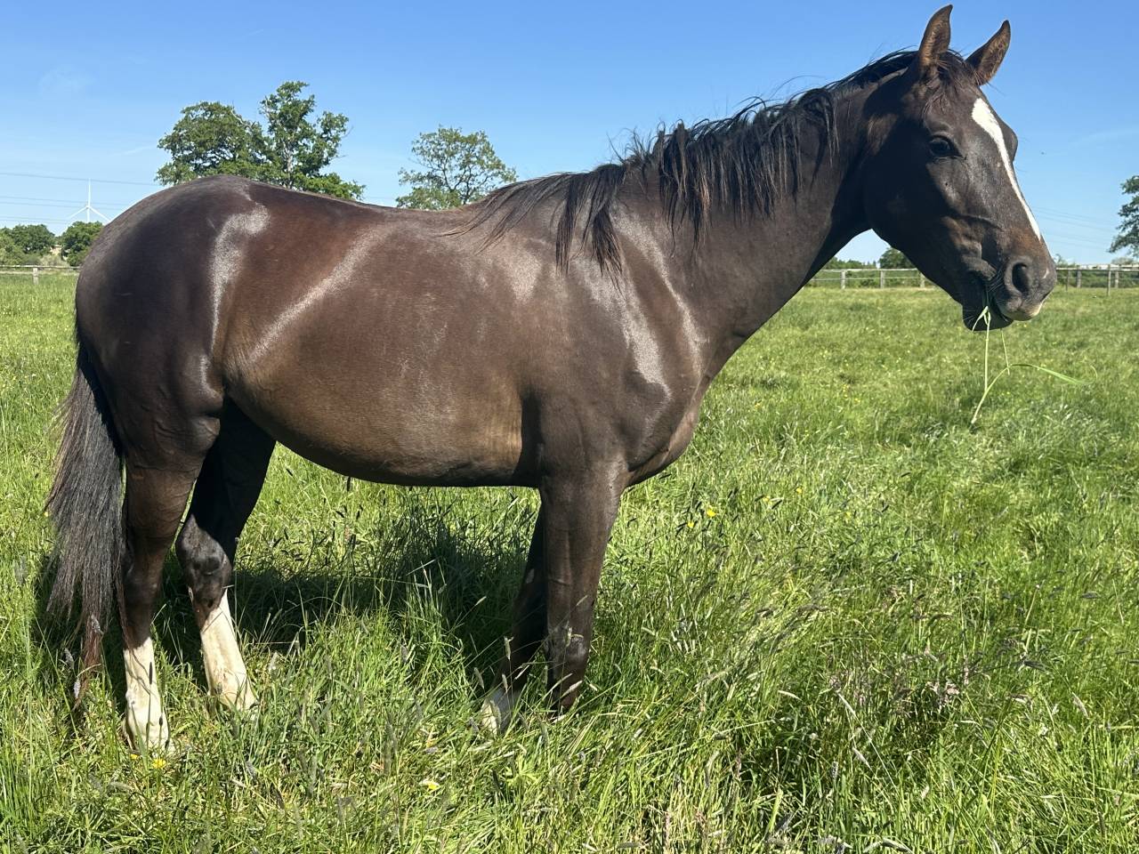 Mare Selle Fran&ccedil;ais For sale 2023 Liver chestnut