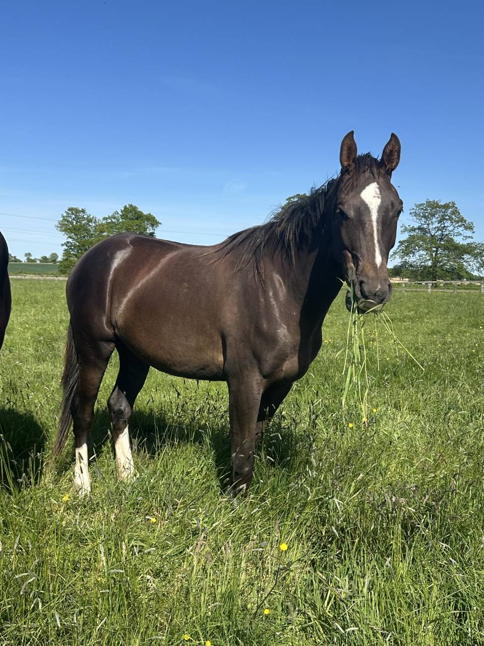Mare Selle Fran&ccedil;ais For sale 2023 Liver chestnut