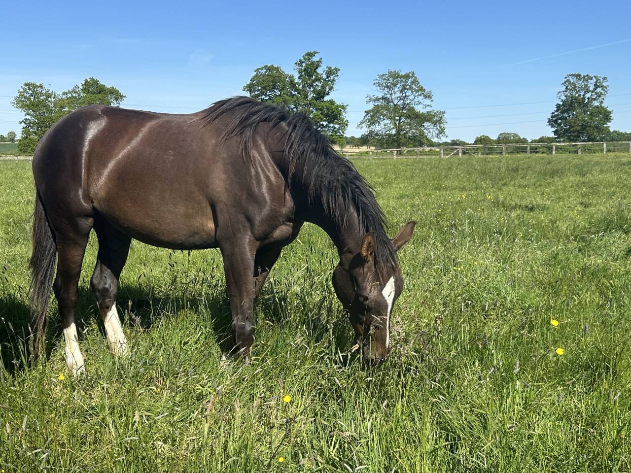Mare Selle Fran&ccedil;ais For sale 2023 Liver chestnut