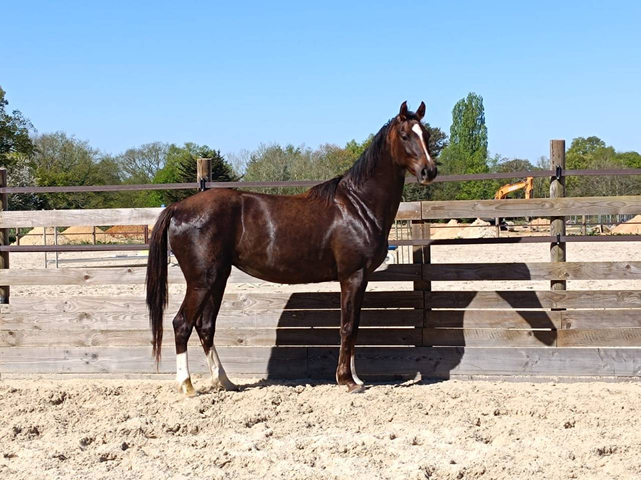 Mare Selle Fran&ccedil;ais For sale 2023 Liver chestnut