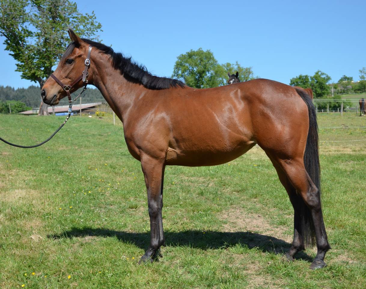Mare English Thoroughbred For sale 2022 Bay
