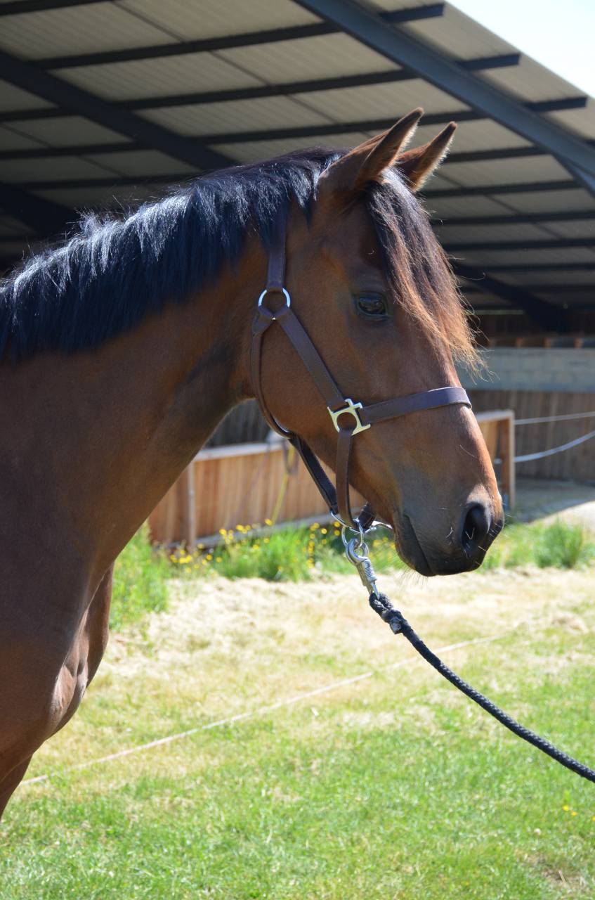Mare English Thoroughbred For sale 2022 Bay