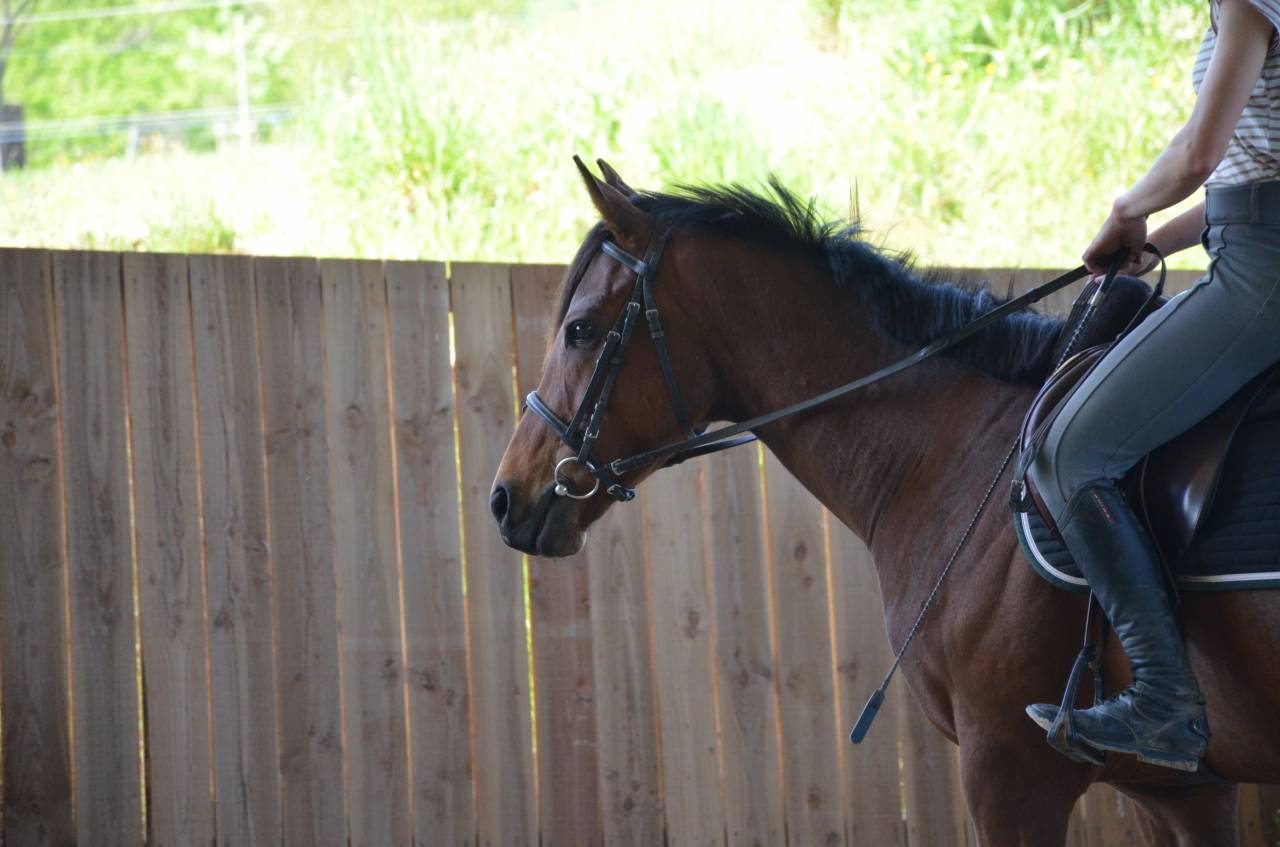 Mare English Thoroughbred For sale 2022 Bay