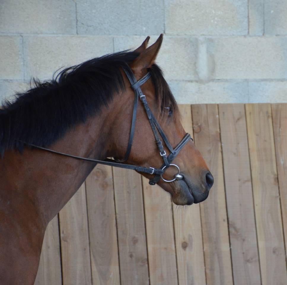 Mare English Thoroughbred For sale 2022 Bay