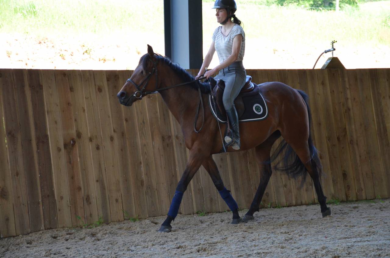 Mare English Thoroughbred For sale 2022 Bay