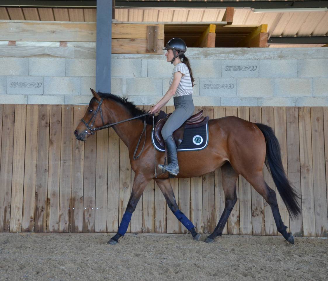 Mare English Thoroughbred For sale 2022 Bay