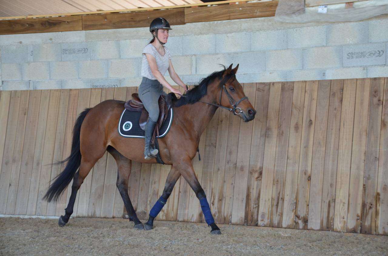 Mare English Thoroughbred For sale 2022 Bay