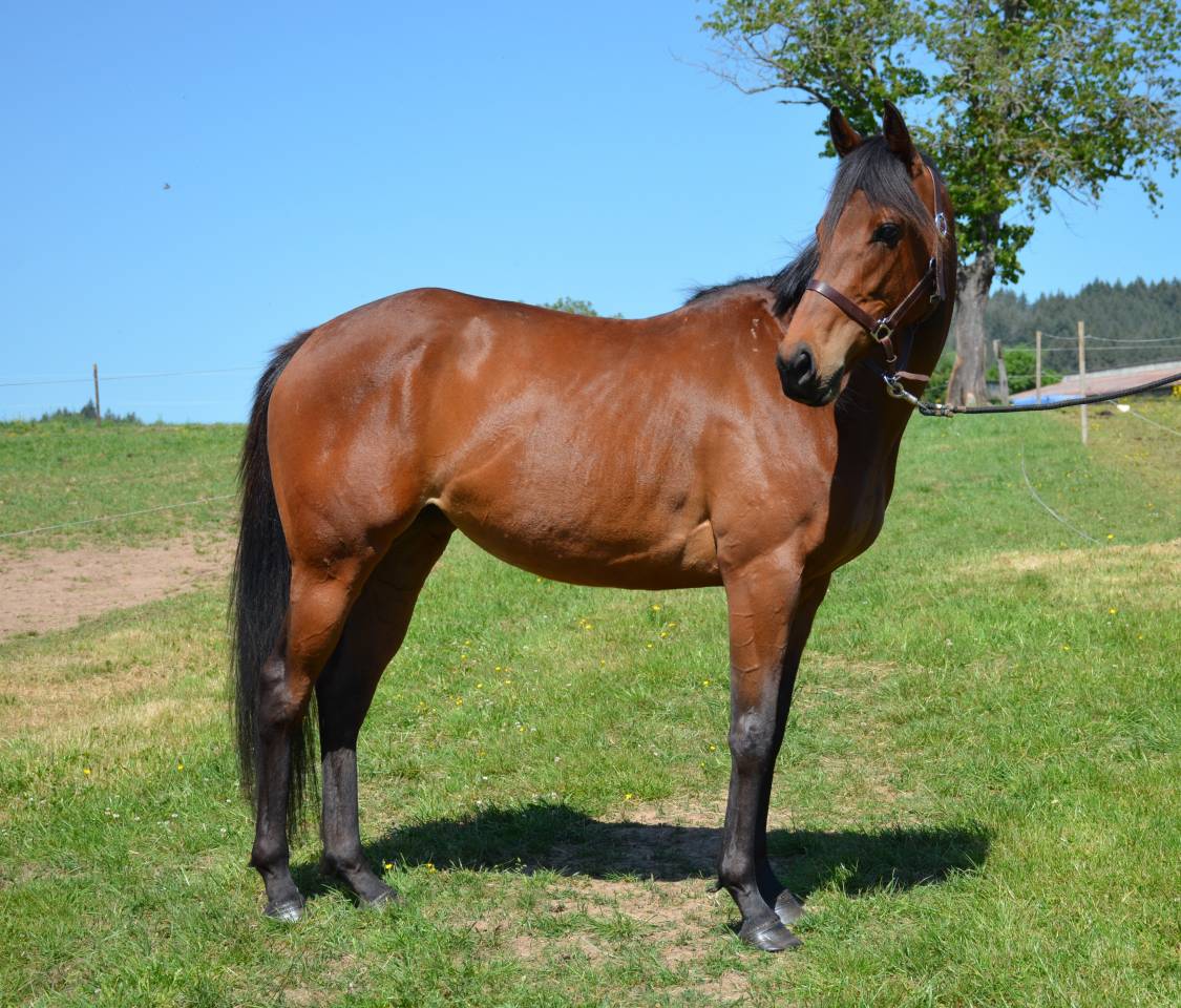 Mare English Thoroughbred For sale 2022 Bay
