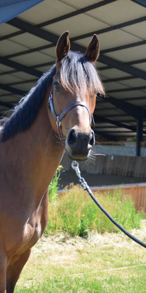 Mare English Thoroughbred For sale 2022 Bay
