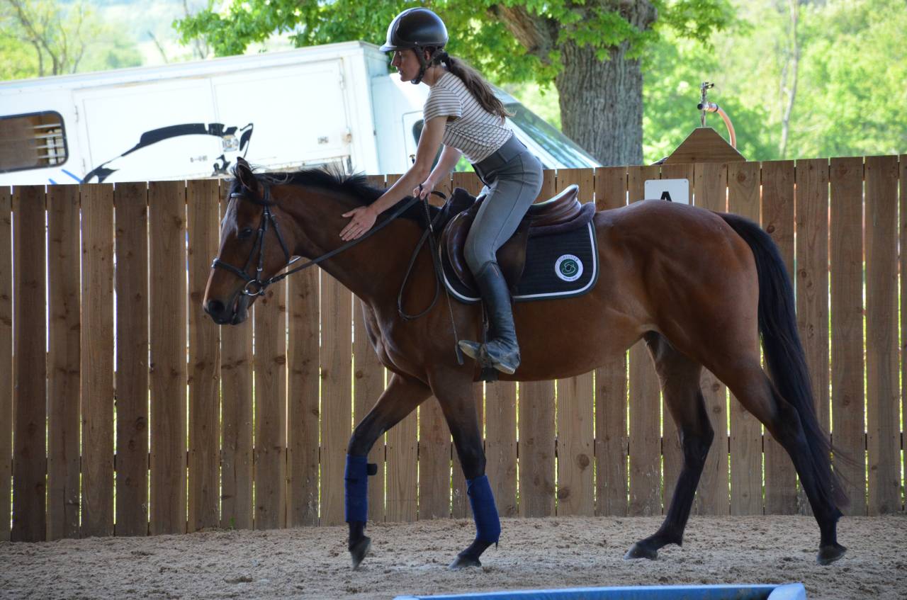Mare English Thoroughbred For sale 2022 Bay