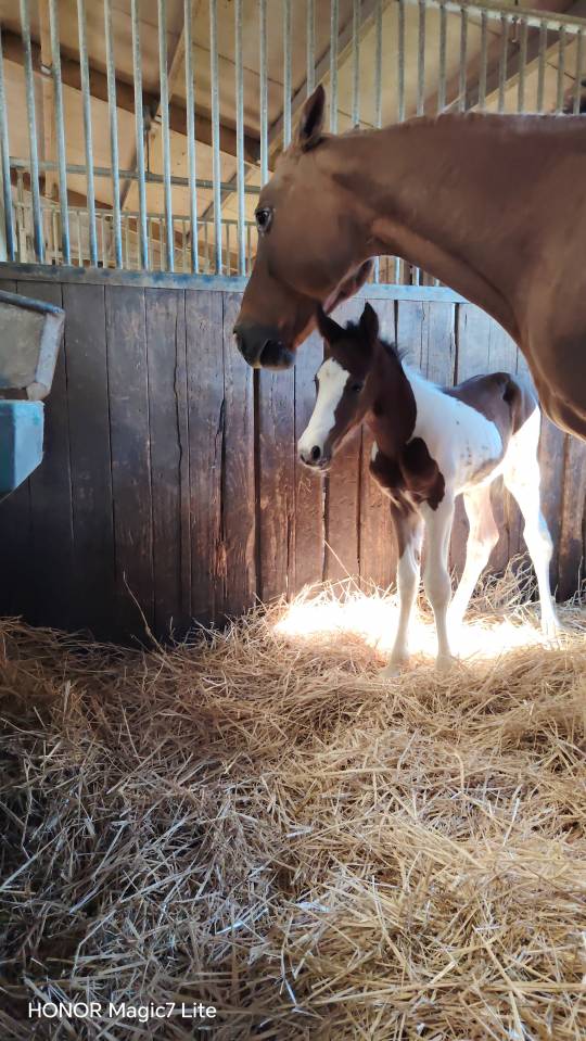 Filly Zangersheide For sale 2026 Coloured