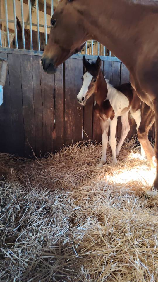 Filly Zangersheide For sale 2026 Coloured