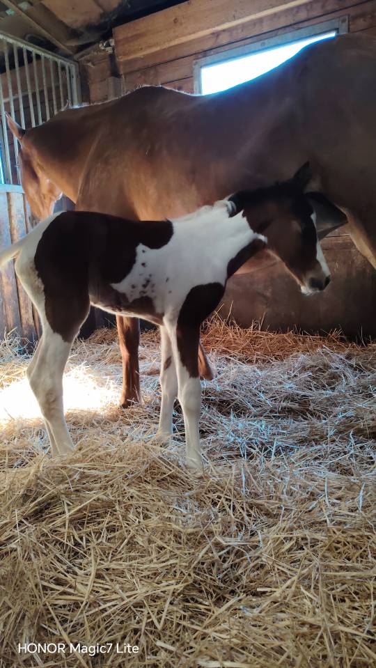 Filly Zangersheide For sale 2026 Coloured
