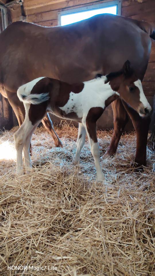 Filly Zangersheide For sale 2026 Coloured