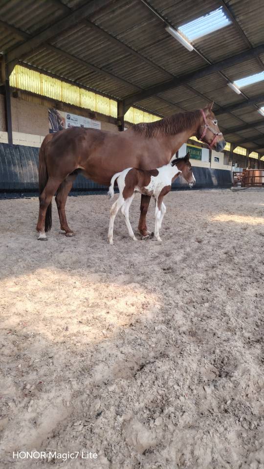 Filly Zangersheide For sale 2026 Coloured