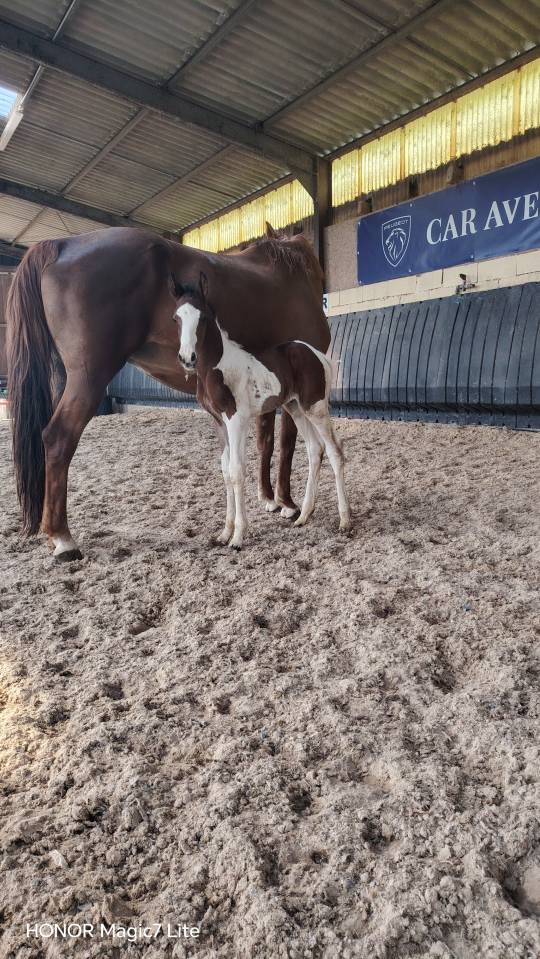 Filly Zangersheide For sale 2026 Coloured