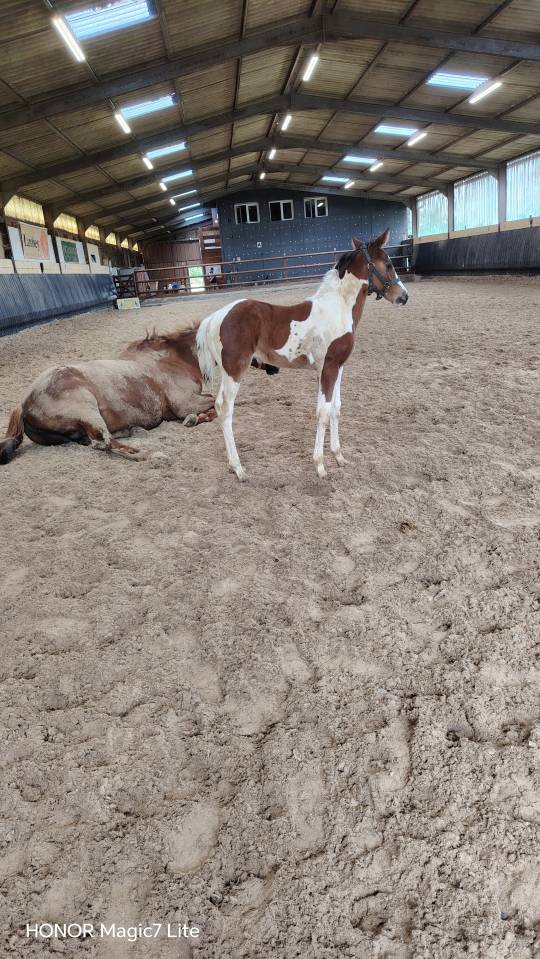 Filly Zangersheide For sale 2026 Coloured