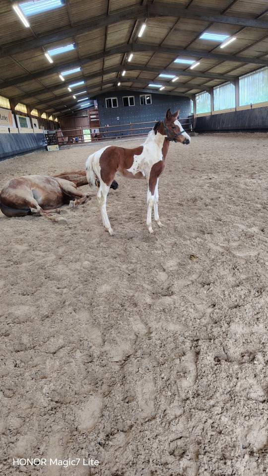 Filly Zangersheide For sale 2026 Coloured