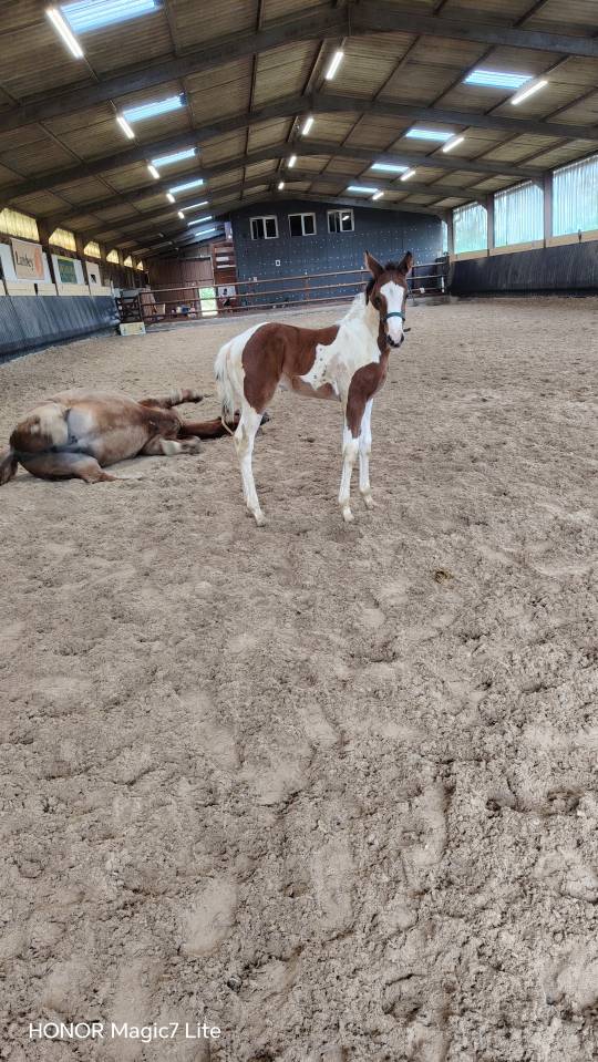 Filly Zangersheide For sale 2026 Coloured