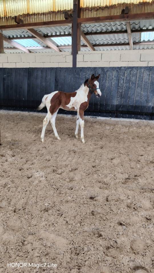 Filly Zangersheide For sale 2026 Coloured