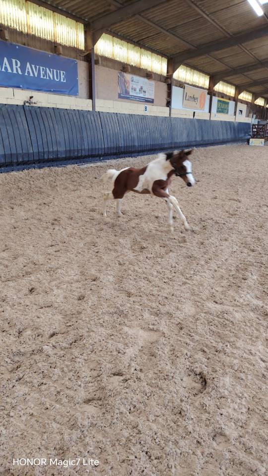 Filly Zangersheide For sale 2026 Coloured