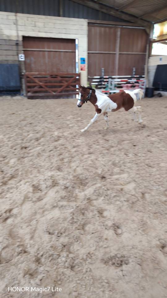 Filly Zangersheide For sale 2026 Coloured