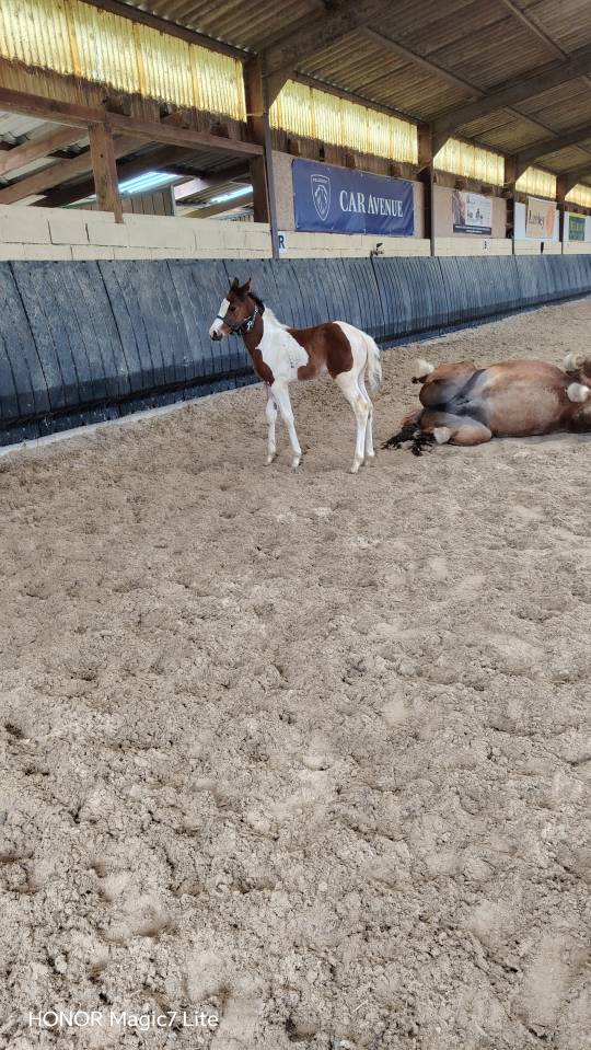 Filly Zangersheide For sale 2026 Coloured