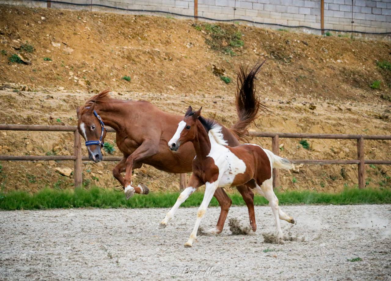 Filly Zangersheide For sale 2026 Coloured