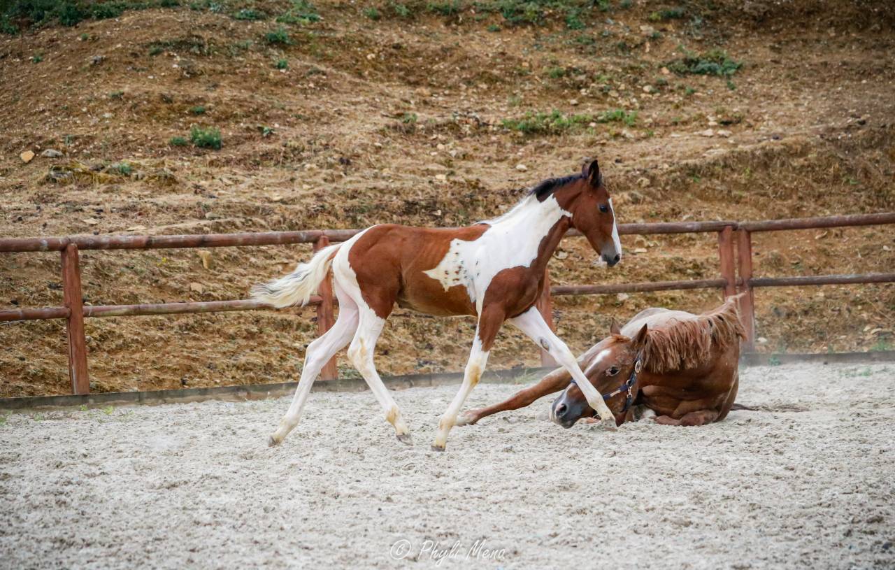 Filly Zangersheide For sale 2026 Coloured
